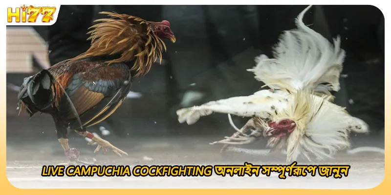 (ছবি: Live Campuchia Cockfighting অনলাইন সম্পূর্ণরূপে জানুন)